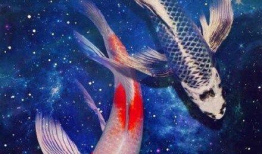 锦鲤生小鱼过程视频,见证小鱼诞生全过程