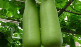 南充吃瓜爆料公司有哪些,吃瓜爆料公司大盘点